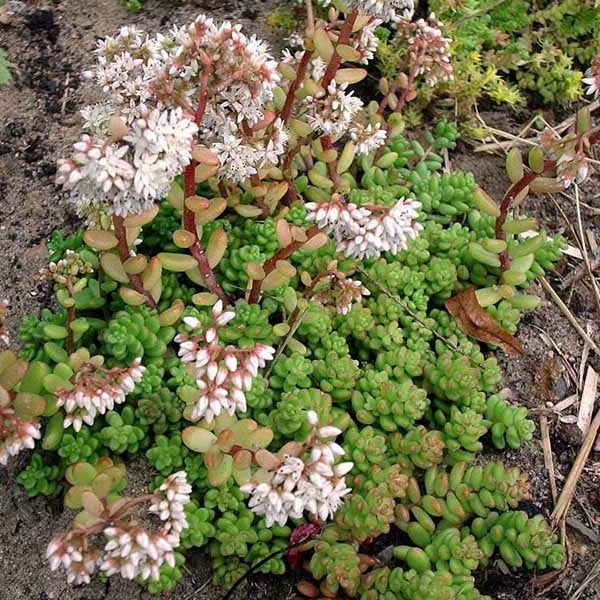 Sedum album 'Coral Carpet'