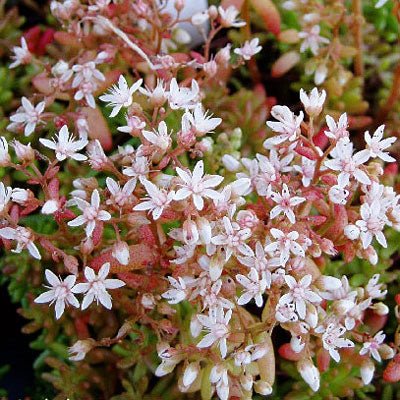 Sedum album 'Coral Carpet'