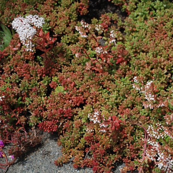 Sedum album 'Coral Carpet'