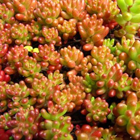 Sedum album 'Coral Carpet'