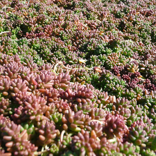 Sedum album 'Coral Carpet'