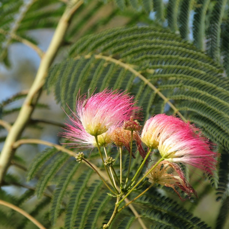 Seidenbaum kaufen | Albizia julibrissin 'Rosea'