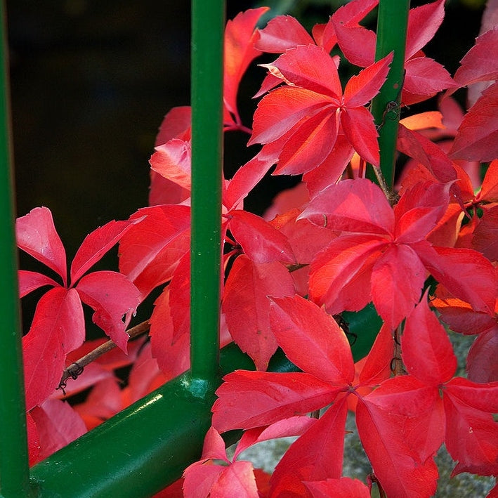 Selbstkletternde Jungfernrebe kaufen | Parthenocissus quinquefolia