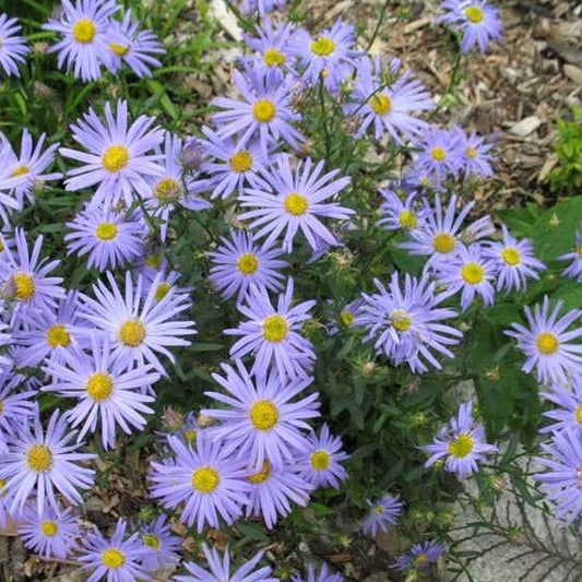 Sommeraster blau