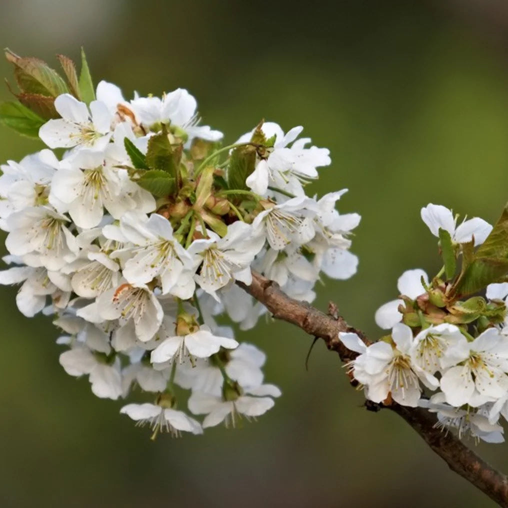 Spalier-Kirschbaum 'Stella'