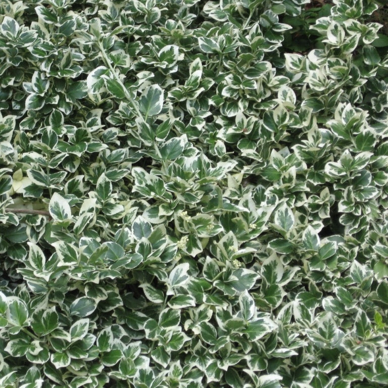 Spindelstrauch 'Emerald Gaiety'
