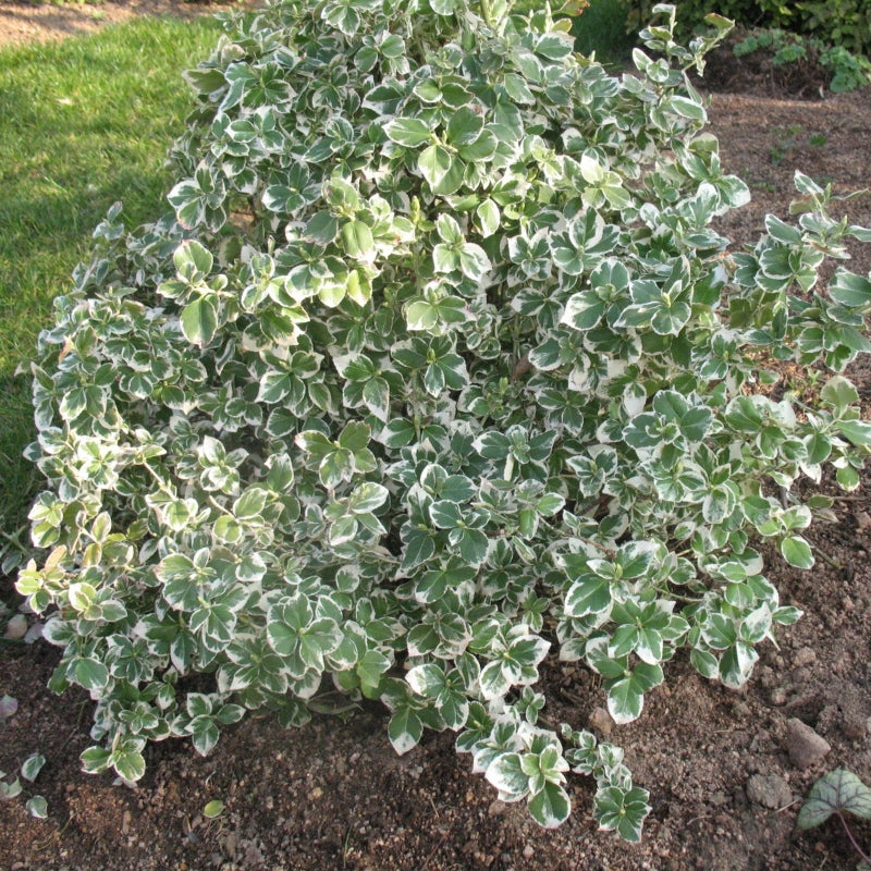 Spindelstrauch 'Emerald Gaiety'