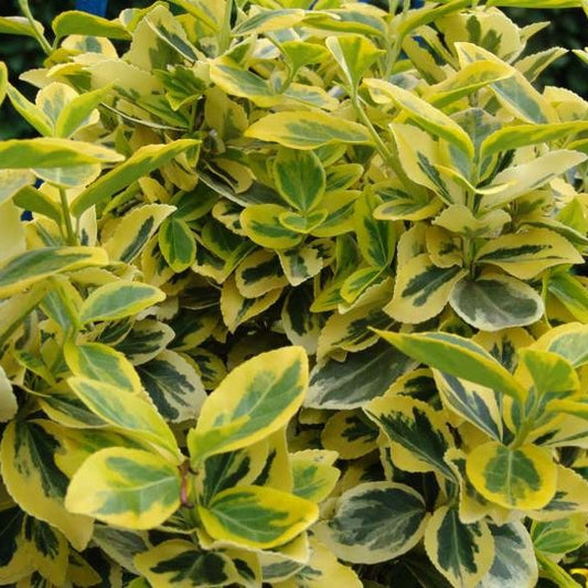 Spindelstrauch 'Emerald 'n Gold'