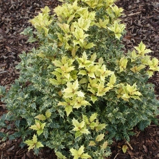 Stachelblättrige Duftblüte 'Tricolor'