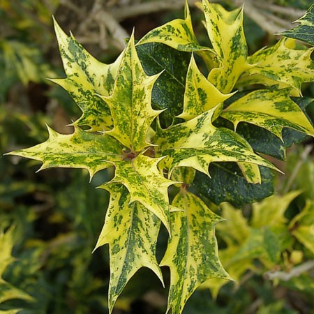 Stachelblättrige Duftblüte 'Tricolor'