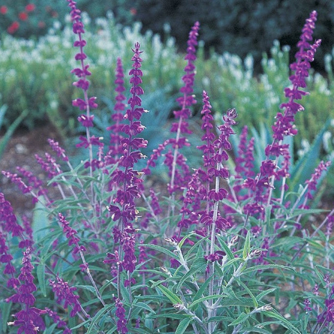 Steppensalbei kaufen | Salvia nemorosa
