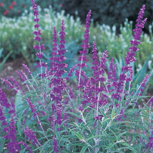 Steppensalbei