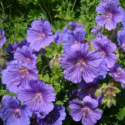 Storchschnabel blau