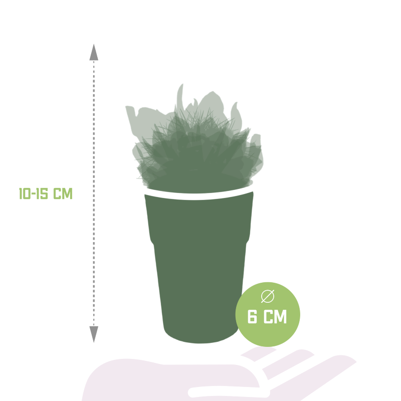 Kakteen und Sukkulenten Mix 15 Stück im Kunstofftopf bunt 5,5 cm Ø