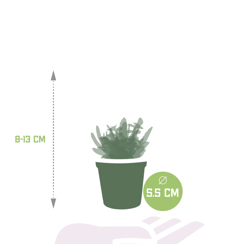 Sukkulenten Mix 5 Stück im Topf 5,5 cm Ø