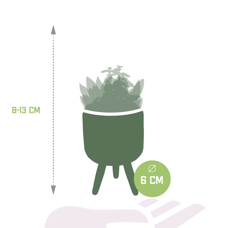Sukkulenten Mix 5 Stück im Betontopf bunt 5,5 cm Ø