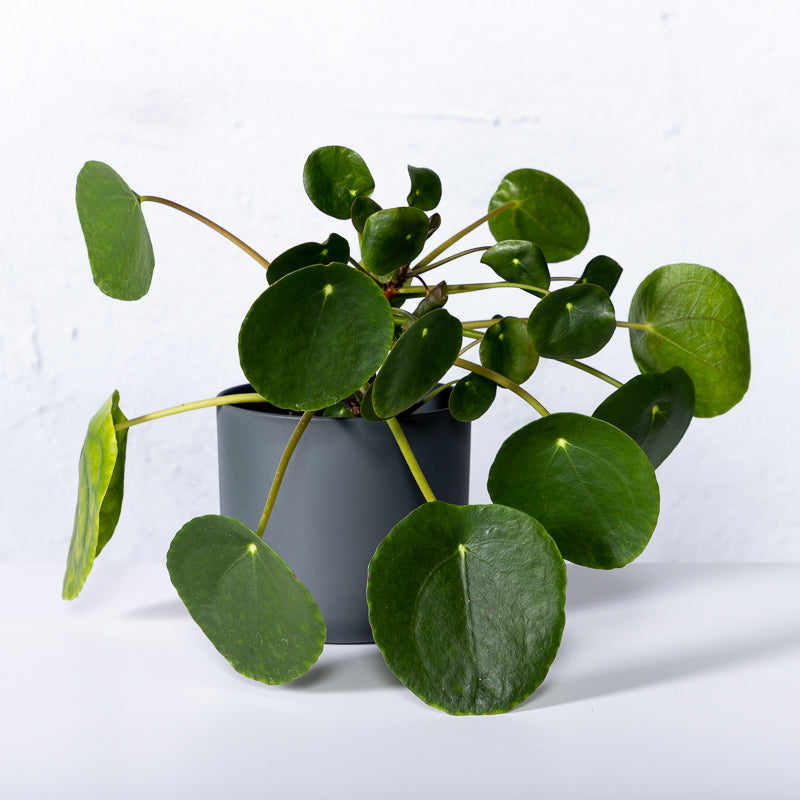 ficus elastica variegata Ficus 'Triangularis Variegated' | Indoor Plant | Tropical Plant | Potted  Plant