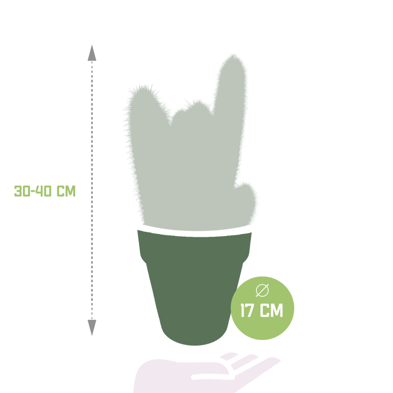 Vatricania guentheri im Terracotta-Topf 17 cm Ø