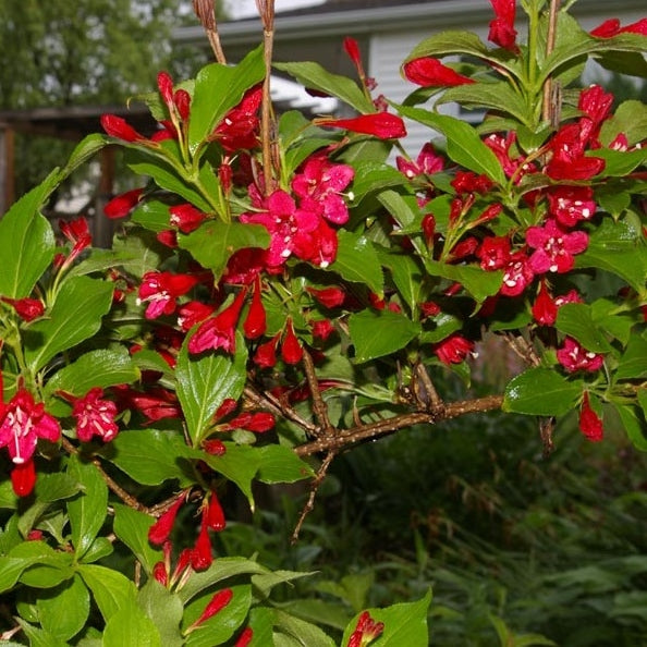 Weigelie 'Red Prince'