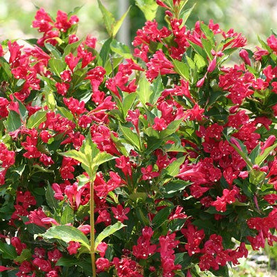 Weigelie 'Red Prince'