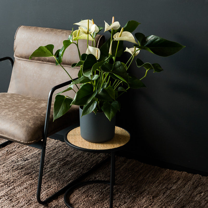 Weiße Flamingoblume