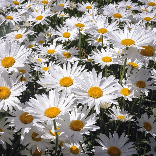 margeriten blumenkasten Weiße Margerite kaufen | Leucanthemum