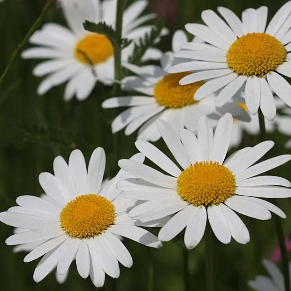Weiße Margerite