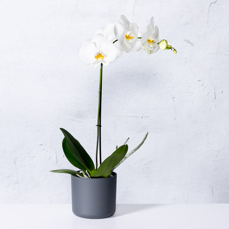 weiße orchidee kaufen Weiße Orchidee | kaufen