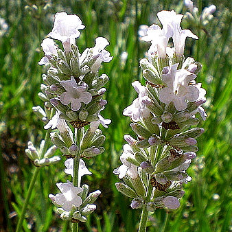 Weißer Lavendel