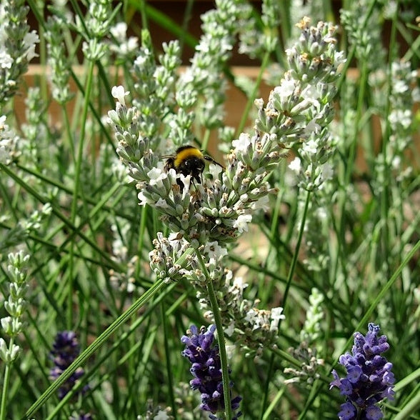 Weißer Lavendel