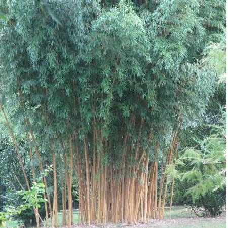 Wuchernder Bambus Goldrohrbambus kaufen | Phyllostachys aurea - Goldrohrbambus