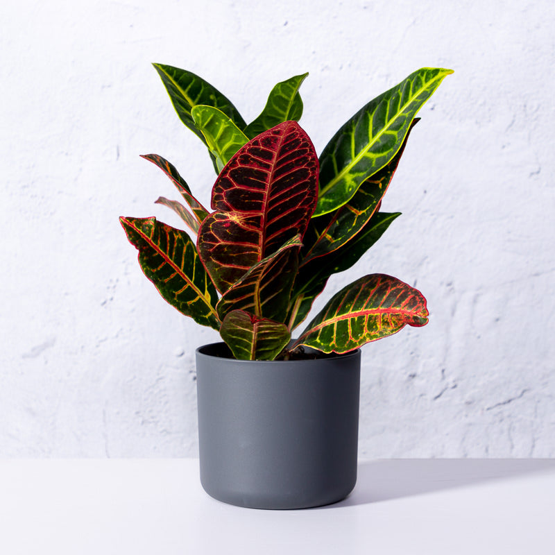 Wunderstrauch 'Petra' kaufen | Croton 'Petra'