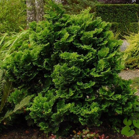 muschelzypresse bonsai kaufen Zwerg-Muschelzypresse kaufen | Chamaecyparis obtusa 'Nana Gracilis'
