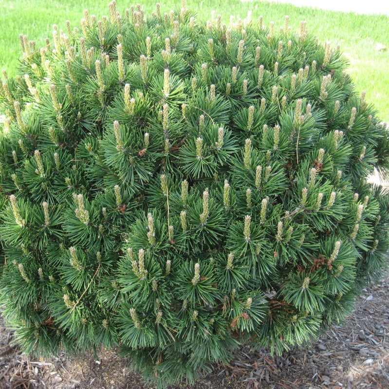 Zwergkiefer kaufen | Pinus mugo 'Mugo'