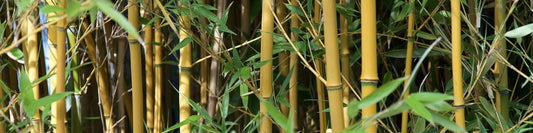 Bambus in Ihrem Garten? Entdecken Sie die verschiedenen Bambusarten