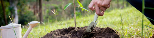 Buchenhecke umpflanzen – wann und wie?