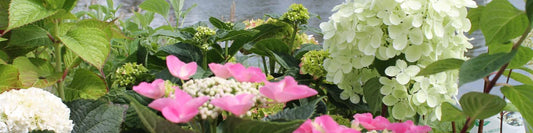 Hortensien: Die schönsten Arten für den Garten