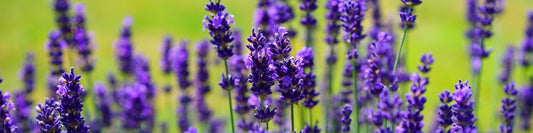 Lavendel als Topf- oder Kübelpflanze