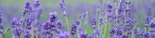 Lavendel pflanzen: So geht‘s!