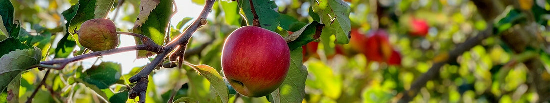 Obstbäume – süße Früchte aus dem eigenen Garten!