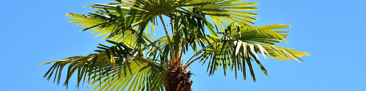 Palmen schneiden – so wird‘s gemacht
