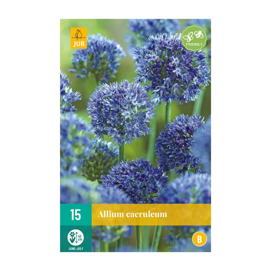 Enzianlauch Allium Caeruleum