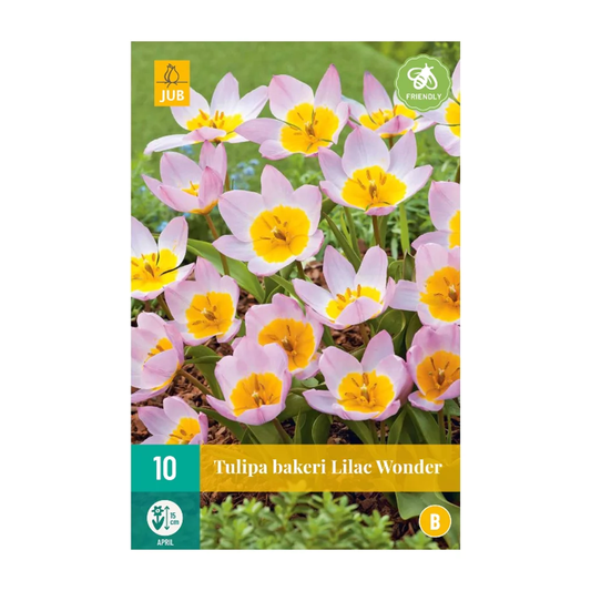 Specie-Tulpe Lilac Wonder