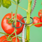 Tomaten-Pflanzenringe (25 Stück)