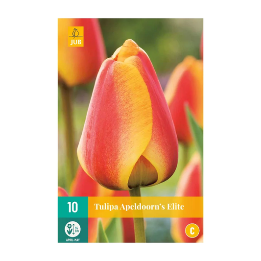 Tulpen Apeldoorns Elite