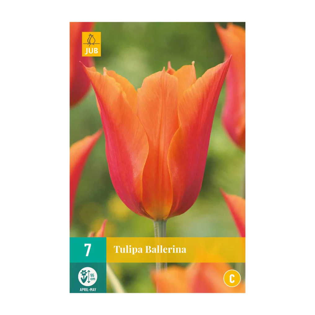 Tulpen Ballerina