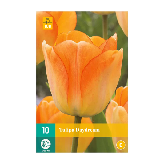 Tulpen Daydream