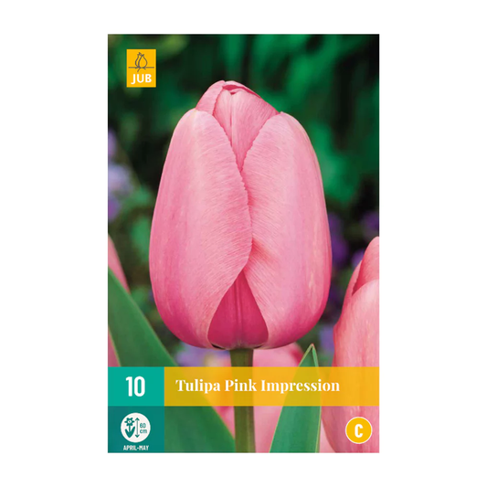 Tulpen Pink Impression