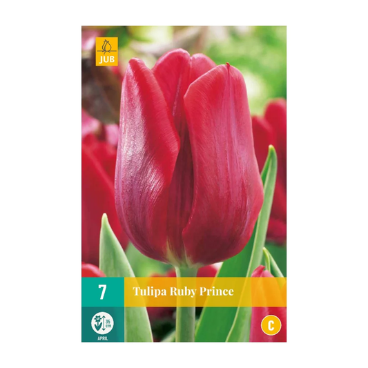 Tulpen Ruby Prince