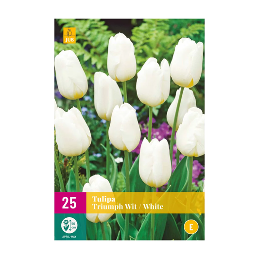 Weiße Triumph-Tulpen